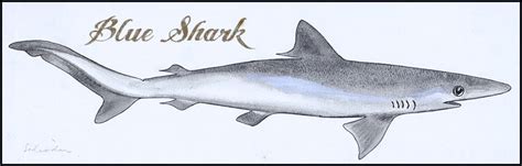 blue shark drawing sketch - Untamed Science