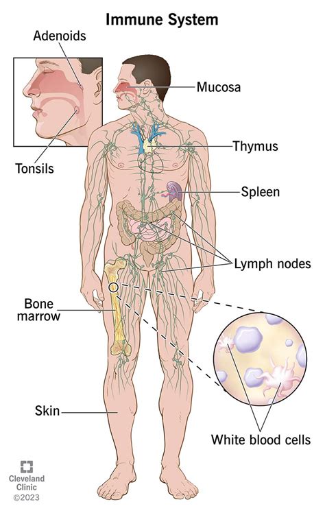 Immune systems