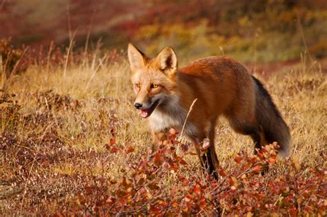 Red Fox – Wildlife Illinois