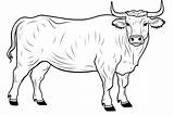 Ox Coloring Pages  25 Free Drawings To Print And Color sketch template