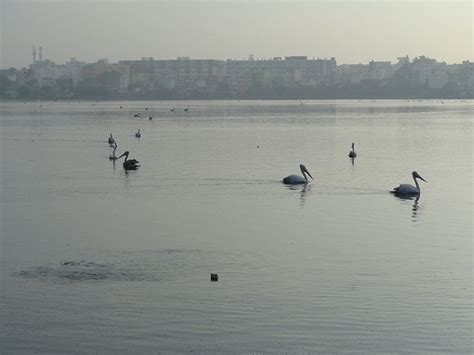 Madiwala Lake | Lake in Madiwala Lake| Lakes in Bangalore | Bangalore