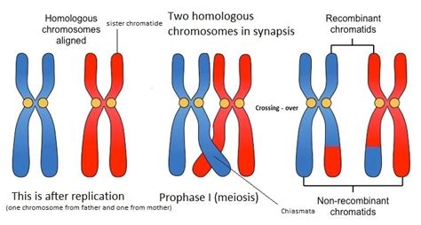 Draw a pair of homologous chromosomes in synapsis and then illustrate a crossing over event and ...