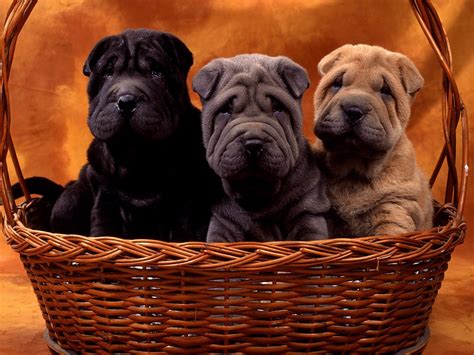 Shar Pei puppies - Puppies Wallpaper (14748818) - Fanpop