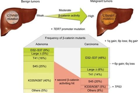 Full article: Role of Wnt/β-catenin signaling in hepatocellular carcinoma, pathogenesis, and ...