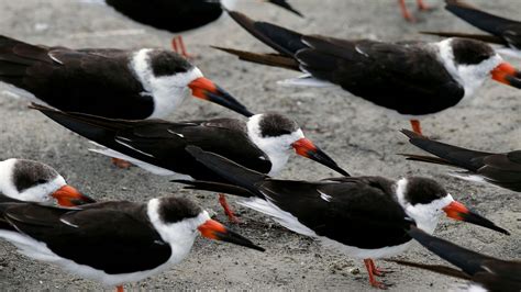 Hundreds of eggs eaten after firework scares black skimmers