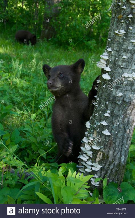 Black Bear Cubs Tree High Resolution Stock Photography and Images - Alamy