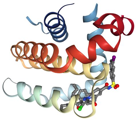 Bcl-2 Protein Overview | Sino Biological