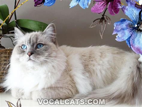 Blue Ragdoll Cat: Complete Guide - Vocal Cats