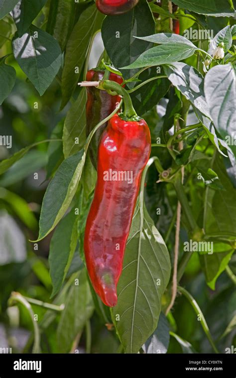 Red bell pepper plant / sweet peppers (Capsicum annuum) growing in greenhouse Stock Photo - Alamy