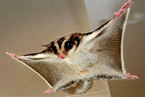 Sugar Glider | Sugar glider, Sugar glider baby, Exotic pets