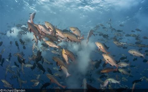 Photographing Fish Spawning Aggregations