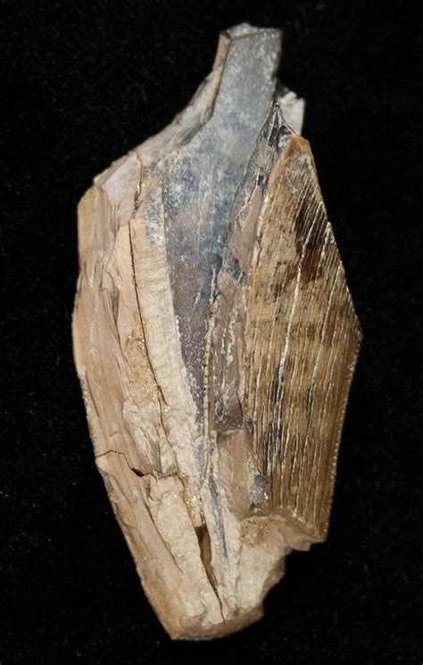 1.58" Tyrannosaurid Tooth Fragment - Montana (#15227) For Sale - FossilEra.com