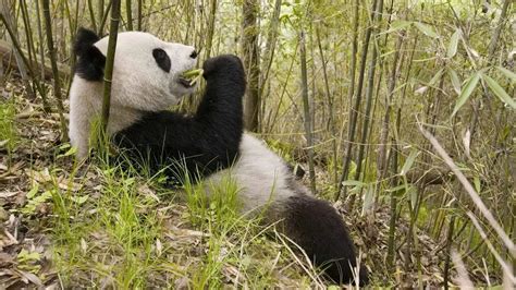 Giant panda diet – what do they eat – chinatripedia