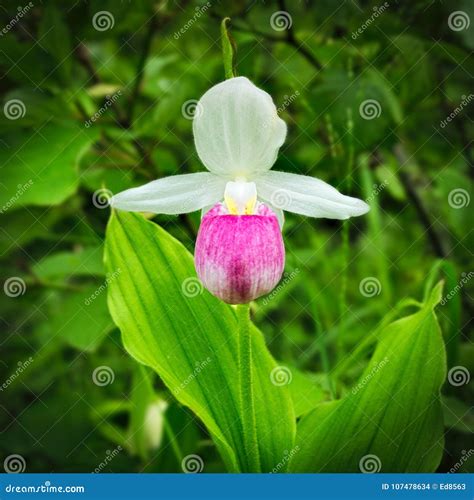 Showy Lady's-slipper - Cypripedium Reginae - Minnesota State Flower In ...