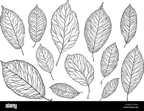 Hand drawn tree leaves. Nature, foliage sketch. Decorative vector ...