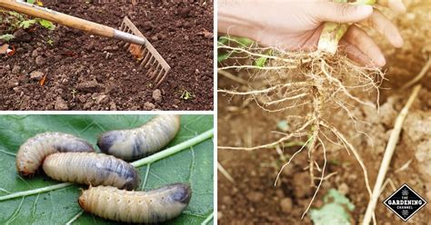 Nematodes: Good or Bad in the Garden? - Gardening Channel