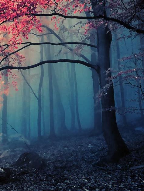 Spooky Forest Wallpapers - 4k, HD Spooky Forest Backgrounds on WallpaperBat