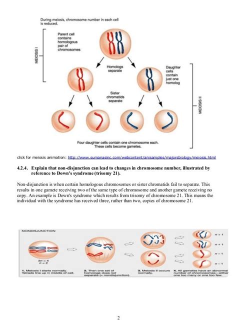 4.2 meiosis notes