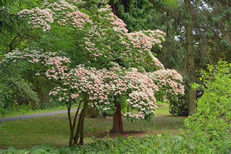 Korean Dogwood Tree in Botanical Garden Dublin Stock Photo - Image of flowers, pink: 120905870