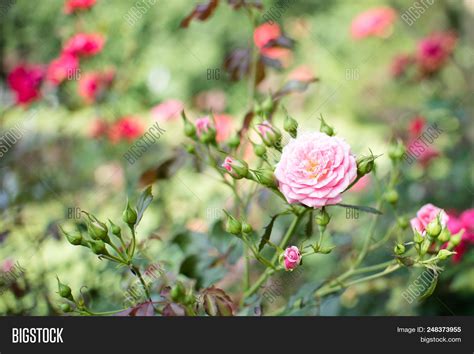 Dwarf Roses. Beautiful Image & Photo (Free Trial) | Bigstock