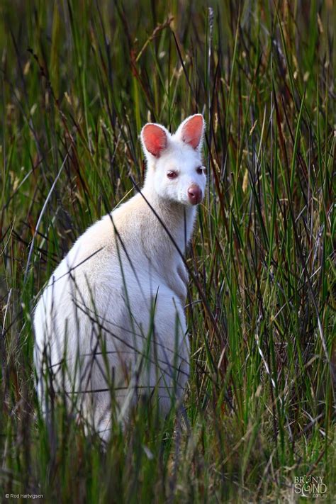 Bruny Island Tasmania Wildlife