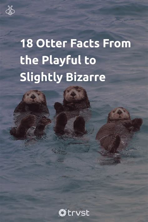 18 Otter Facts From the Playful to Slightly Bizarre