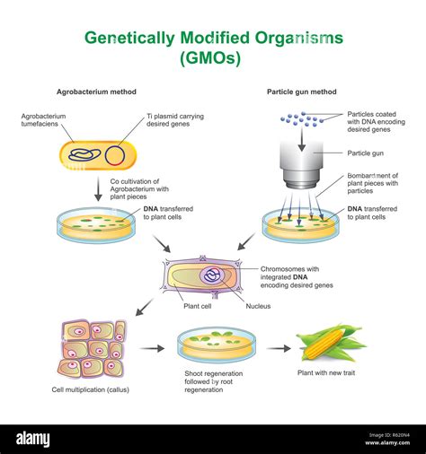 Genetically Modified Organisms Stock Photo - Alamy