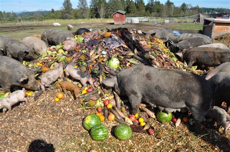 meat: pigs eating produce.