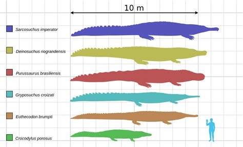 Prehistoric Crocodile Evolution