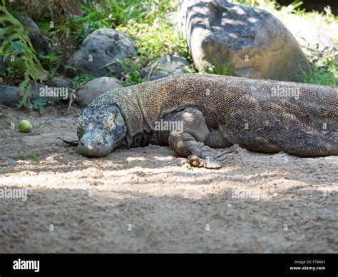 Komodo Dragon, Indonesia Stock Photo - Alamy