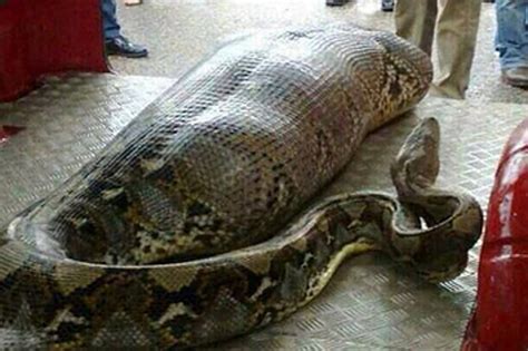 So, A Python Didn't Actually Eat A Drunk Guy In India