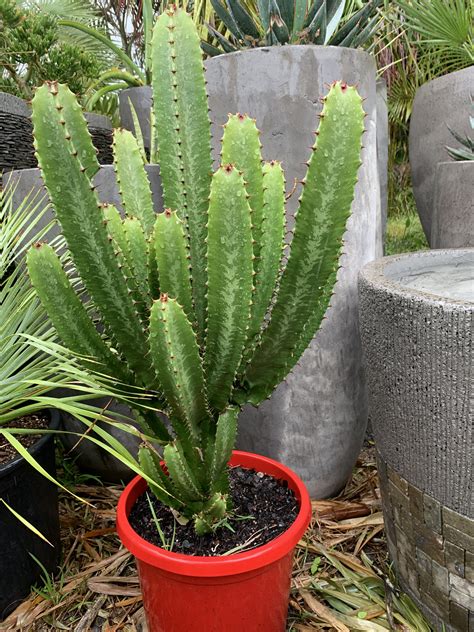 Euphorbia “Cowboy cactus” or “Candle Cactus” - Bamboo South Coast