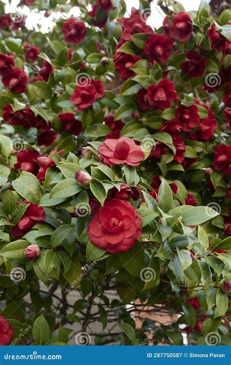 Evergreen Shrub of Camellia Japonica in Bloom Stock Image - Image of ...