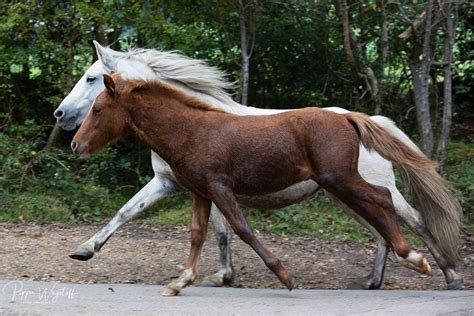 New Forest Pony Drifts