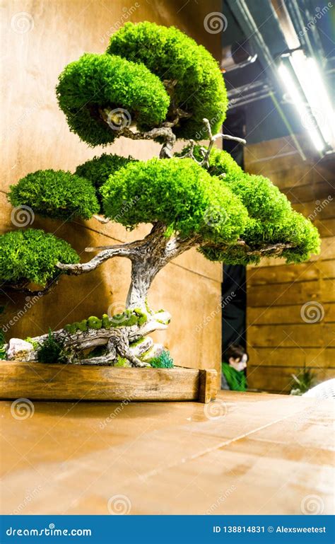 Indoor Art Bonsai, In A Pure White Background Royalty-Free Stock Photo | CartoonDealer.com ...