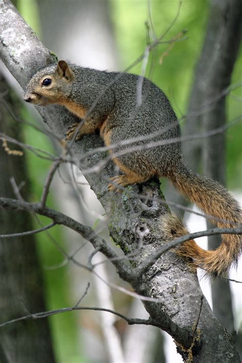 Fox Squirrel (Sciurus niger)