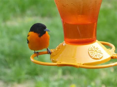 5 Best Oriole Feeders: Jelly & Fruit Options - 2020 Review