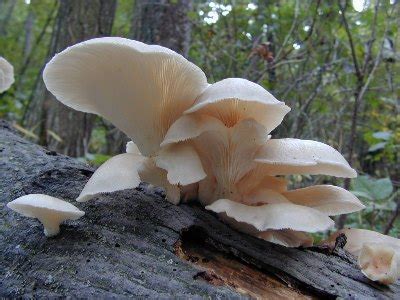 Pleurotus ostreatus, the Oyster mushroom, Tom Volk's Fungus of the ...