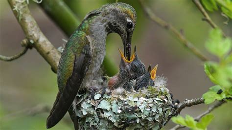 Female Hummingbird feeding her young. - a photo on Flickriver