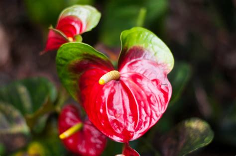 Red Anthuriums Download Digital Print | Etsy