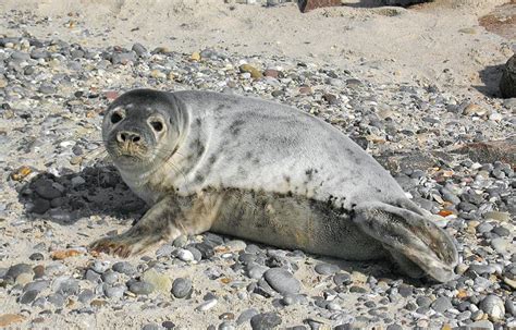 Grey Seal (Halichoerus Grypus) | Incredible Facts | A-Z Animals