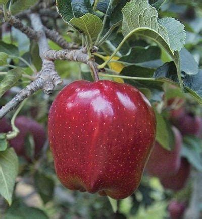 Buy Red Delicious apple trees Online | CRJ Fruit Trees Nursery UK