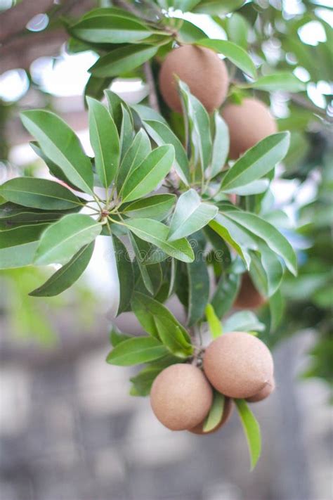 Sapota fruit on tree stock photo. Image of chiku, green - 108322640