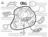 Biologycorner Cells Labeled Worksheets Labeling Mitochondria Mitosis  sketch template