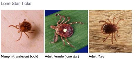 Chiggers or Lone Star Tick Larvae? That Is the Question | Southampton ...