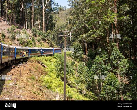 Nuwara Eliya tea fields of Sri Lanka Stock Photo - Alamy