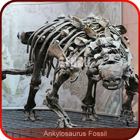 Ankylosaurus Fossil Life Size Skeleton Museum Quality Dinosaur Skeleton ...