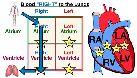 57+ Detailed Diagram Of Heart - JenelNestor