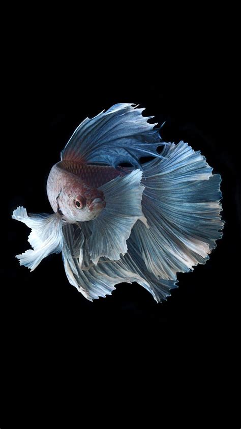 Betta Fish Wallpapers - Wallpaper Cave