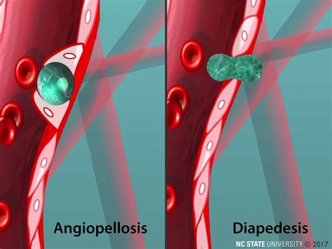 Diapedesis Animation